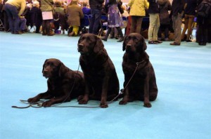 Crufts 2013 161 Jill