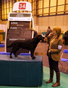 Crufts 2013 206 Jill